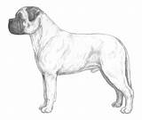 Bullmastiff Coloring Dog Breed Akc Drawings Breeds Standard Information American Kennel Club 1216 54kb Side Illustration sketch template
