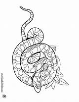 Boa Coloring Rattlesnake Pages Drawing 86kb Getdrawings Diamondback sketch template