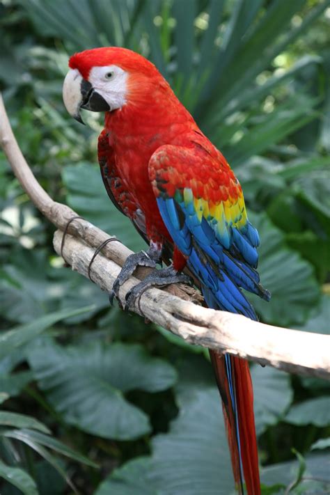 scarlet macaw beauty  bird