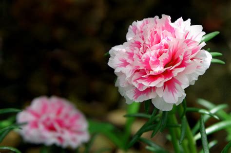 meanings  carnation flowers   colors  fascinating