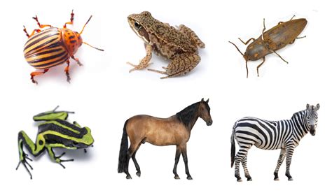 kinds  animals