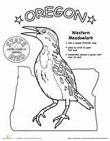 Oregon Coloring State Bird Drawings Designlooter Worksheets Preschool 34kb 453px Education sketch template