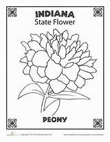 Flower Indiana State Coloring Pages Peony Worksheet Education Kids sketch template