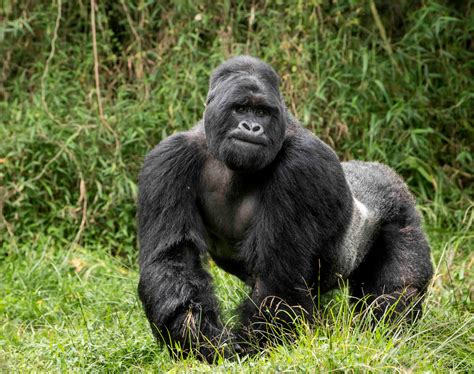 mountain gorilla numbers   rise uc davis