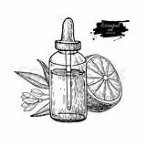 Bottle Medicine Drawing Oil Essential Getdrawings Fruit sketch template