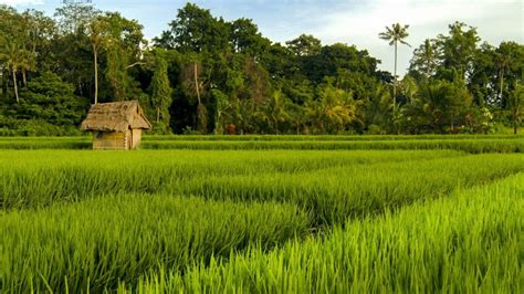 Rice Fields Near The Village Of Ubud At Sunrise Bali Indonesia