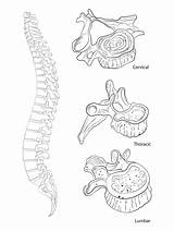 Spine Spinal sketch template