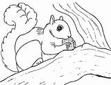 Squirrel Coloring Pages Printable Kids Animal sketch template