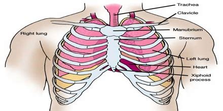 thorax assignment point