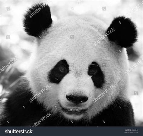 face giant panda stock photo  shutterstock