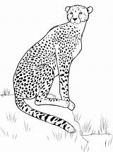 Colorare Leopardo Leopardi Disegni Disegnidacolorare Ghepardo Grandi Felini Altri Seguito sketch template