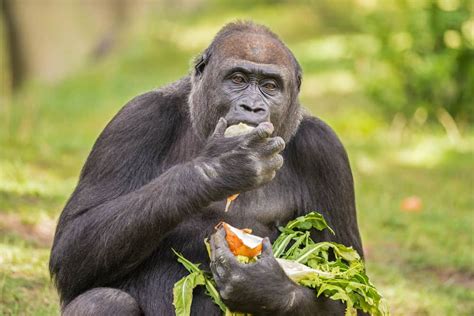 animals eat part  diet detective