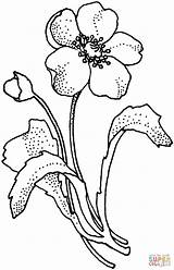 Poppy Pages Coloring Flower Drawing Papaveraceae Arctic Supercoloring Flowers Printable Clipart Cliparts Mohnblume Line Color Ausmalbild Poppies Ausmalbilder Von Super sketch template