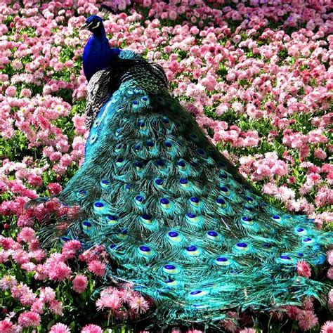 17 Best Images About Birds Peacocks In All Colors On