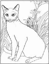 Cat Siamese Coloring Animals Pages Kids Adult sketch template
