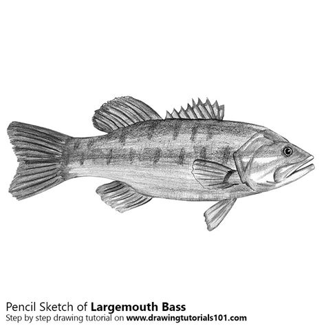 Largemouth Bass Pencil Drawing How To Sketch Largemouth