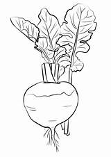 Turnip Coloring Drawing Pages Printable Categories Paintingvalley sketch template