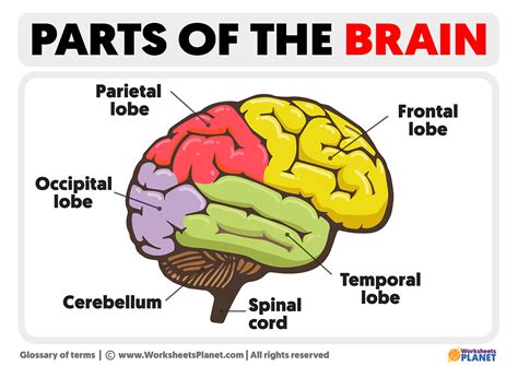 parts   brain