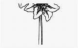 Amaryllis Coloring Clipart Clipartkey sketch template