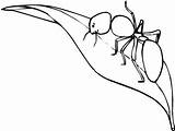 Leaf Ant Coloring Climb sketch template