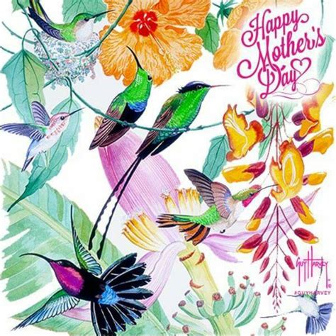 pin  tracy tefft tracy odenwald   loves lil  hummingbird pictures happy