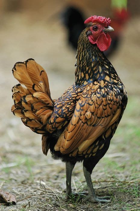 81 best bantams images on pinterest backyard chickens roosters and