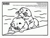 Otter Coloring Sea Pages Otters Print River Color Printable Worksheets Sheets Getdrawings Drawing Yahoo Search Baby Popular Book Getcolorings Coloringhome sketch template