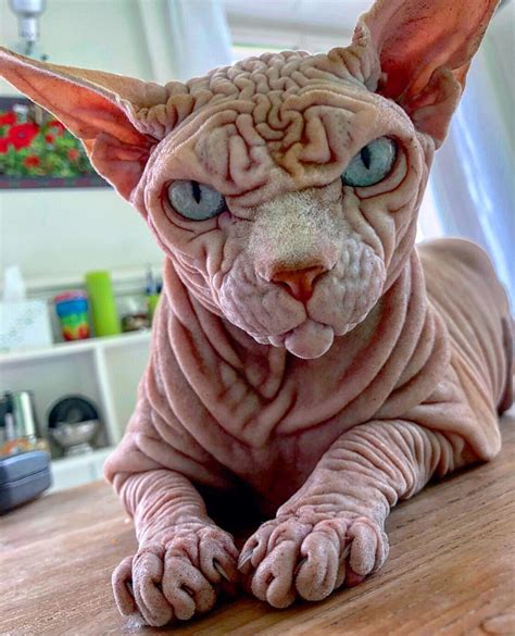 facts   hairless sphynx cats catman