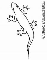 Coloring Gecko Pages Popular Leopard Categories Similar Library Clipart Printable Chameleon sketch template