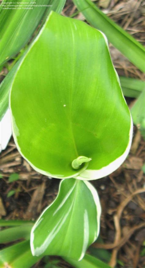 plantfiles pictures myoga ginger edible ginger variegated japanese ginger dancing crane