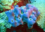 Image result for "rissoa Porifera". Size: 146 x 106. Source: www.pinterest.fr