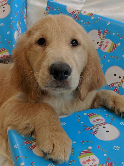 hq images golden retriever puppies az akc akc golden retriever