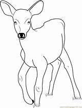 Deer Baby Coloring Pages Coloringpages101 Printable Color Online sketch template