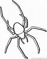 Coloring Arachnids Spiders Bestcoloringpagesforkids sketch template