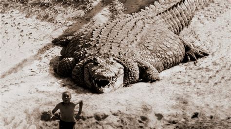 marvel   sight   worlds largest prehistoric crocodile