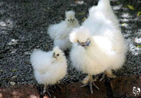 Silkie Chickens How To Raise And Care For This Gentle Breed