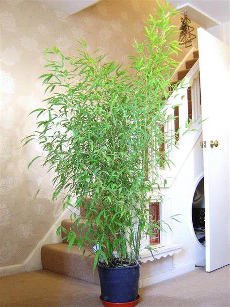 bamboo plant  pot evergreen garden house inoor outdoor hardy mini tree ebay