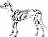 Clipart Skeleton Dog Drawing Diagram Transparent Vectors Getdrawings Webstockreview Svg Big Vector Pdf Prev Next sketch template
