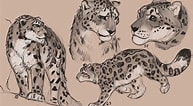 Image result for Snow Leopard Anatomy. Size: 193 x 106. Source: www.deviantart.com