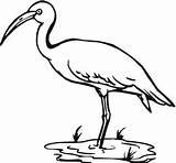 Whooping Cranes Literacy Supercoloring sketch template
