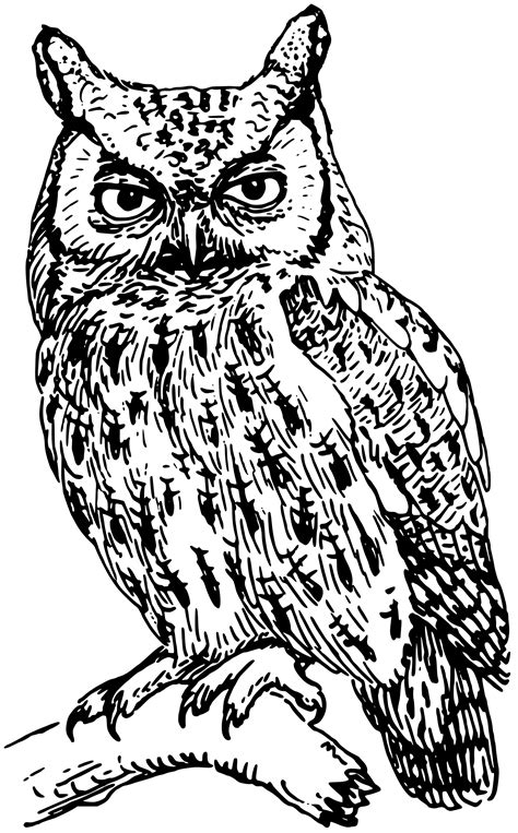 outline drawing  owl  getdrawings