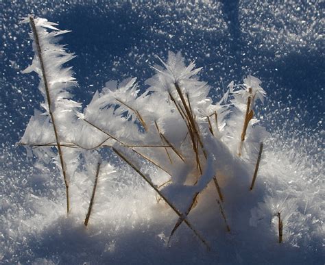 eisblumen foto bild jahreszeiten winter winterbilder bilder auf