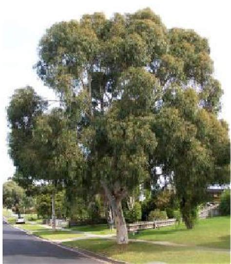 Eucalyptus scoparia   Wallangarra White Gum Blerick Trees  