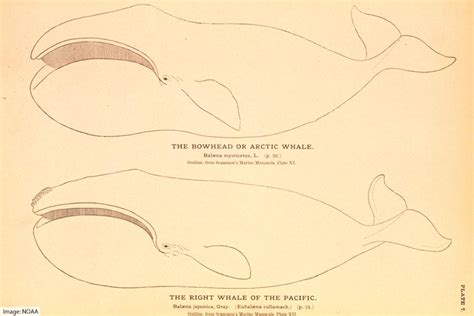 bowhead whale facts arctic whale  largest mouth   animals