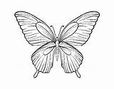 Butterfly Tropical Coloring Coloringcrew sketch template