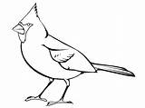 Coloring Cardinal Printable Pages Gif Popular sketch template