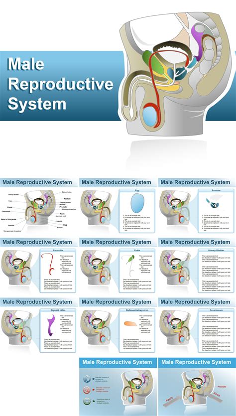 Male Reproductive System Powerpoint Shapes