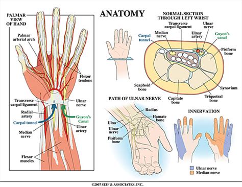 wrist anatomy  york ny