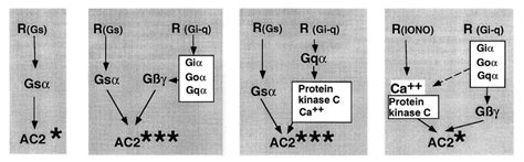 calcium regulation  adenylyl cyclase relevance  endocrine control trends  endocrinology