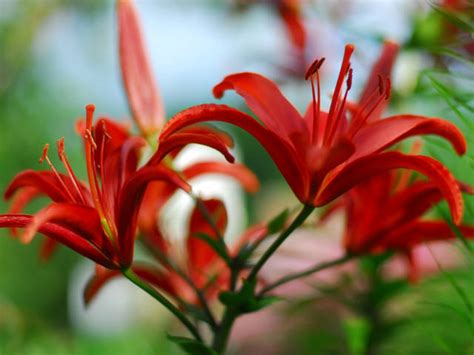 lis lys lilium choix plantation multiplication